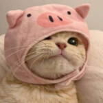 ✩