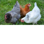 The Chicken gang of amazing