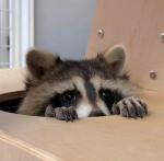 Raccoon Gang Studio