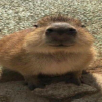 Cool Capybara Clan