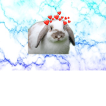 #Bunnys4ever