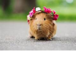 Guinea Pig Group!! :)