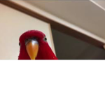 BIRB NATIONNNNN