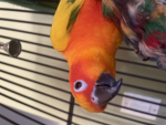 KiwiTheTinySquad