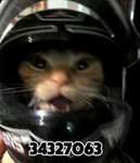 Cat_lady