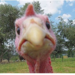 The Turkey Takeover