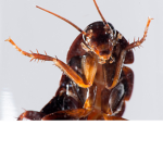 Roach the gang