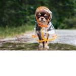 Dogs and pups