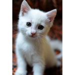 Cute Kitten Games