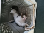 Sheeesh cat