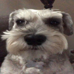 muffin muttington fanclub