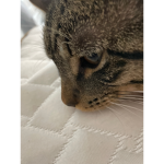 Cats meows