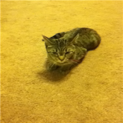 Cat Roblox decal