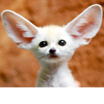 Animal's are cute.