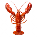 da lobster gang
