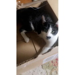 Just cry and think of my cat.Toby