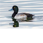 God of Ducks