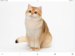 Kitten cat c
