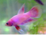 Rip Nathan 1/5/2018 🐟🐟😪