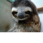 teh sloths