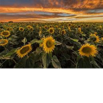 Sunflowers! ##