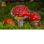 Mushroom Royalty