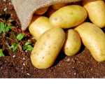 Amigos de las patatas