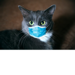 United Cat