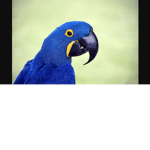 The bleus
