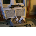 Pet peoples