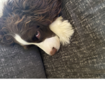 Cool doggy picture