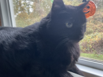 DE HOLY CAT