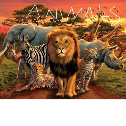 The team Animal united clothing shop
