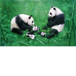 WE <3 PANDA'S AND HAMSTERS!!!