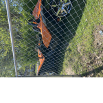 Cousin cars