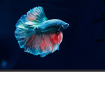 Fish revelation