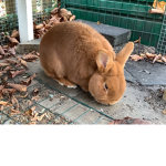 The Bunny Texas