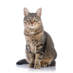 cat are cat
