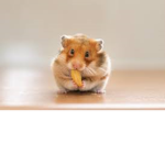 hamster and rodent club