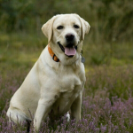 DOG ARMY1