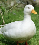 Duck StudiosXX