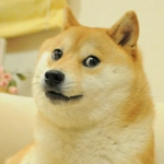 The Big Doge Fans!