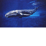 ghost_whale