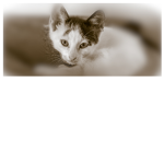 KittyCatKingdom