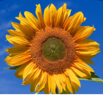 SunflowersSet Squad