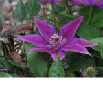 PURPLEEE PEOPLE