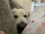My dog is the cutest thing ever