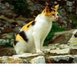 RedClan - Warrior Cats