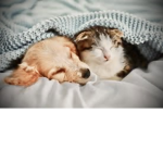 Cats & dogs HQ