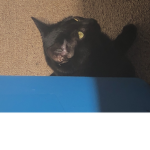 Mew mow